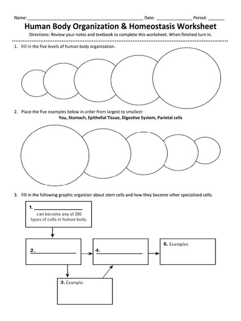 levels of organization worksheet middle school pdf